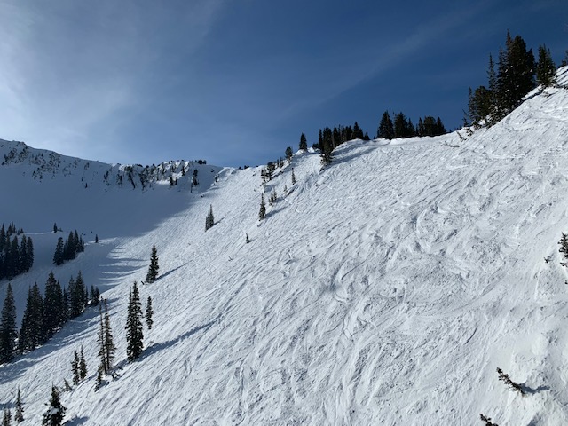 snowbird3.jpg