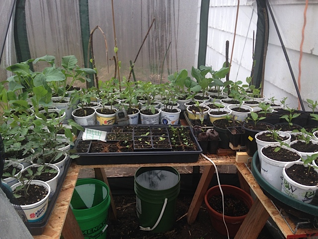 greenhouse050316.jpg