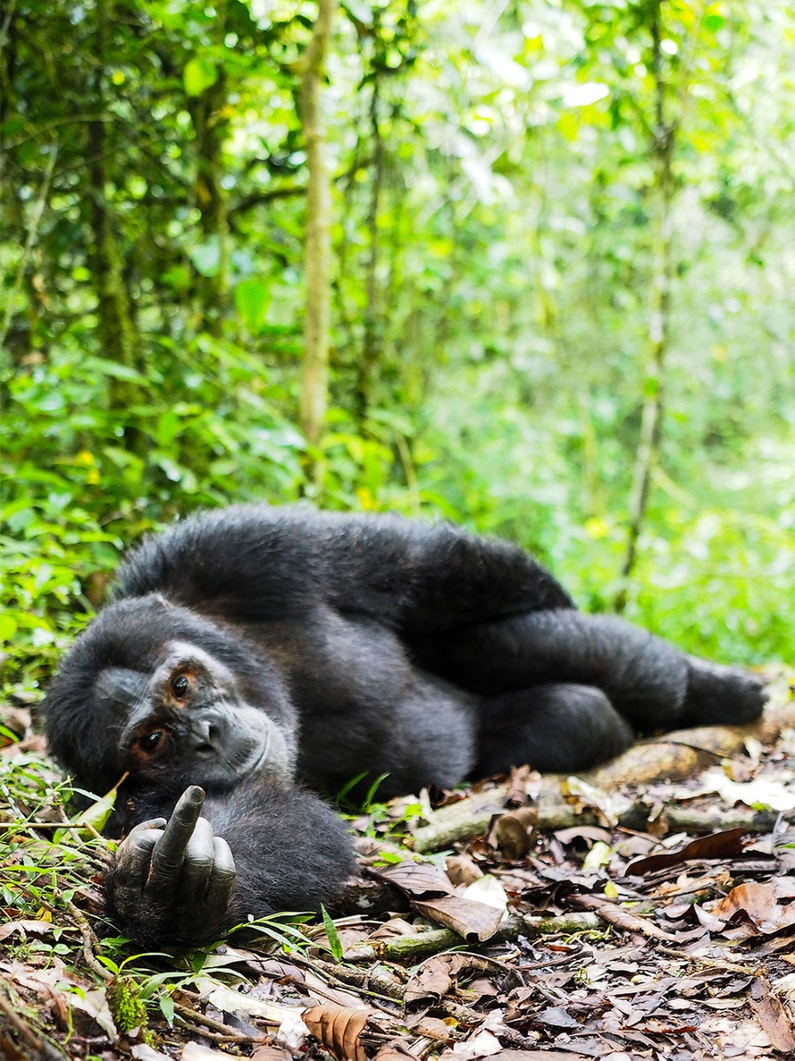 comedy-wildlife_03.jpg