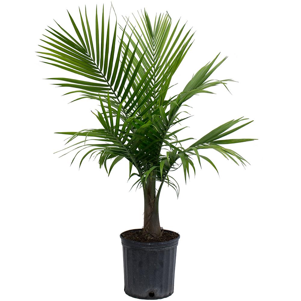 palm.jpg