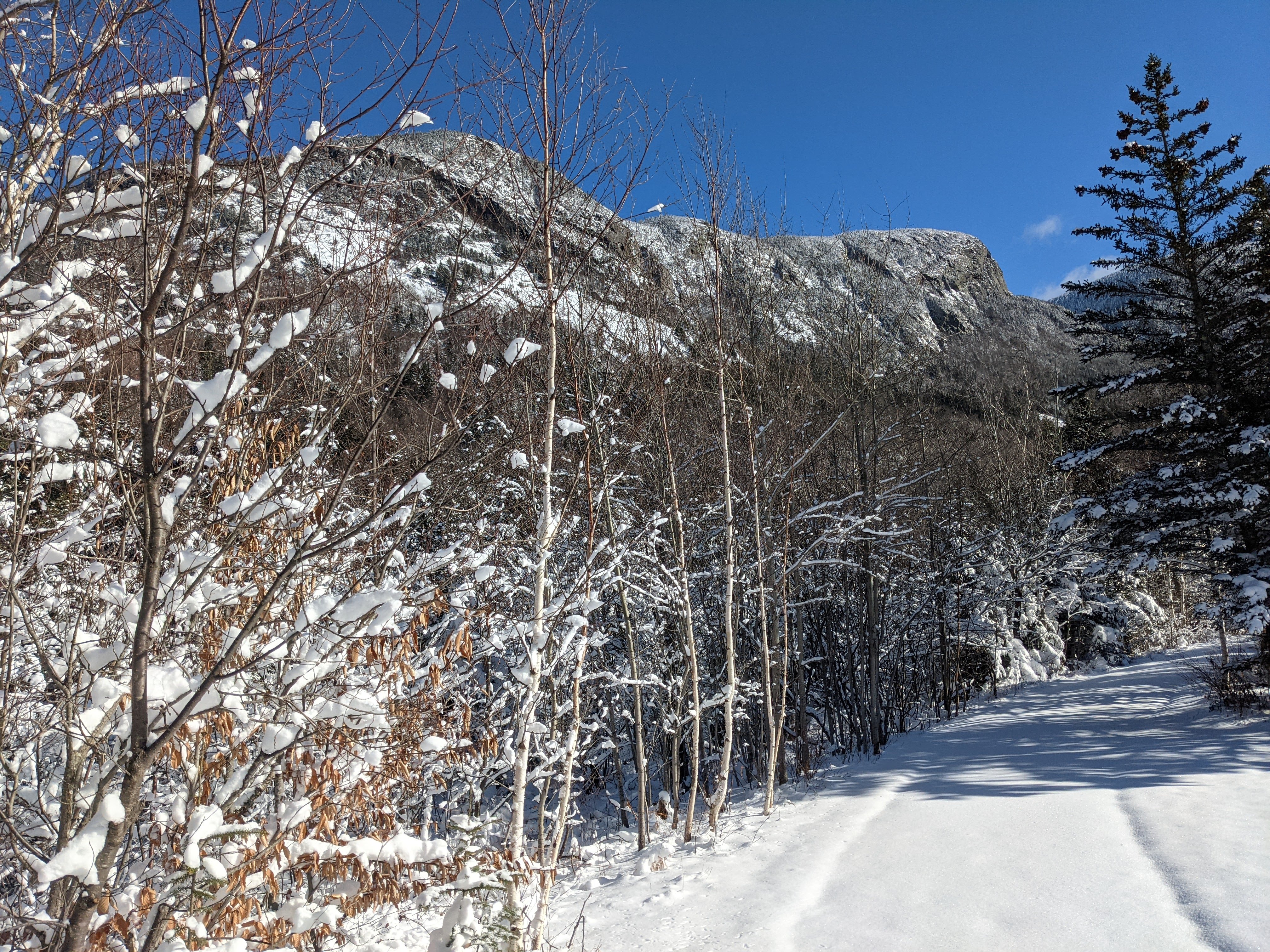 lafayettespur.jpg
