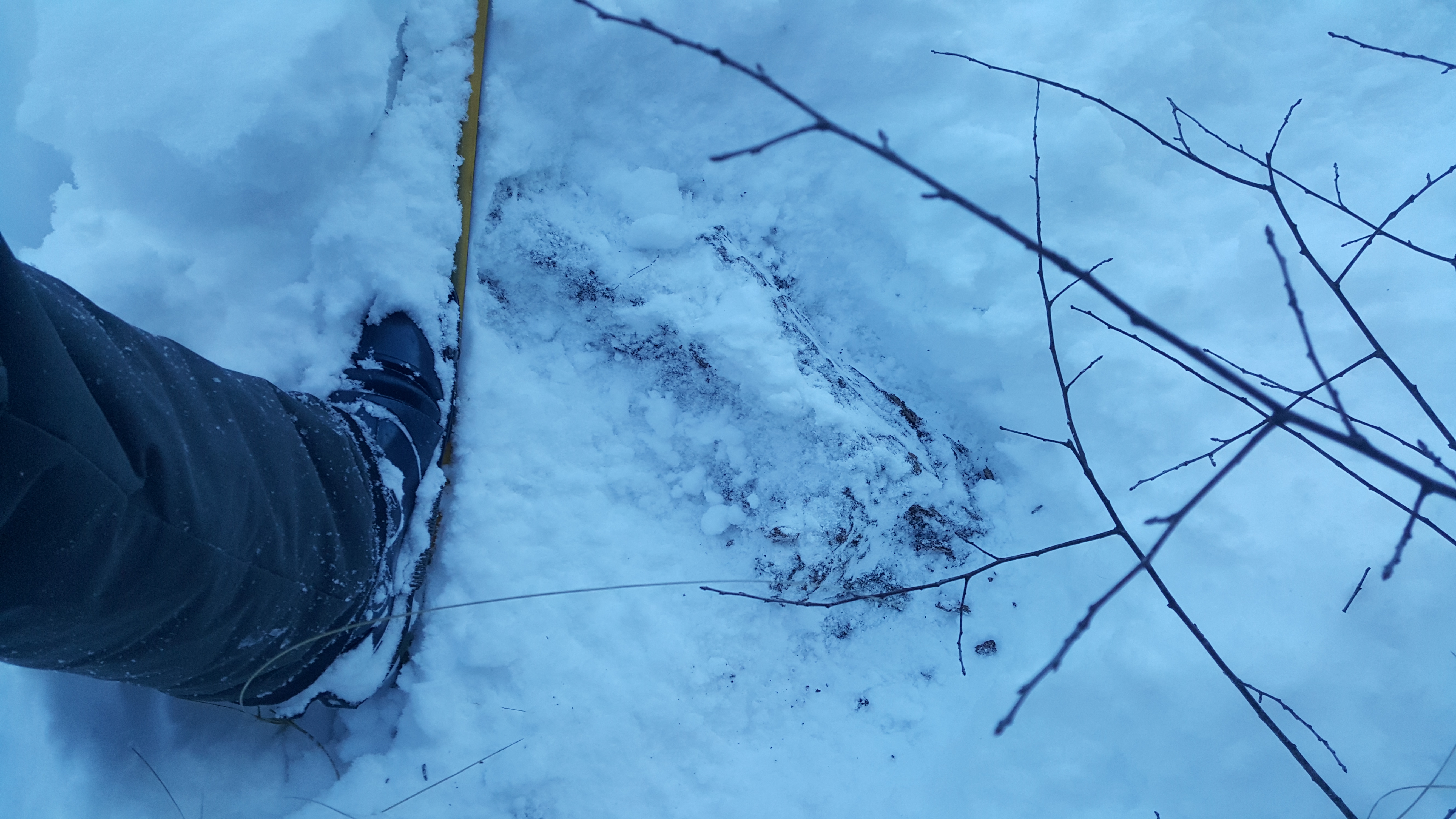 hiding_under_the_snow_20220107_171822.jpg