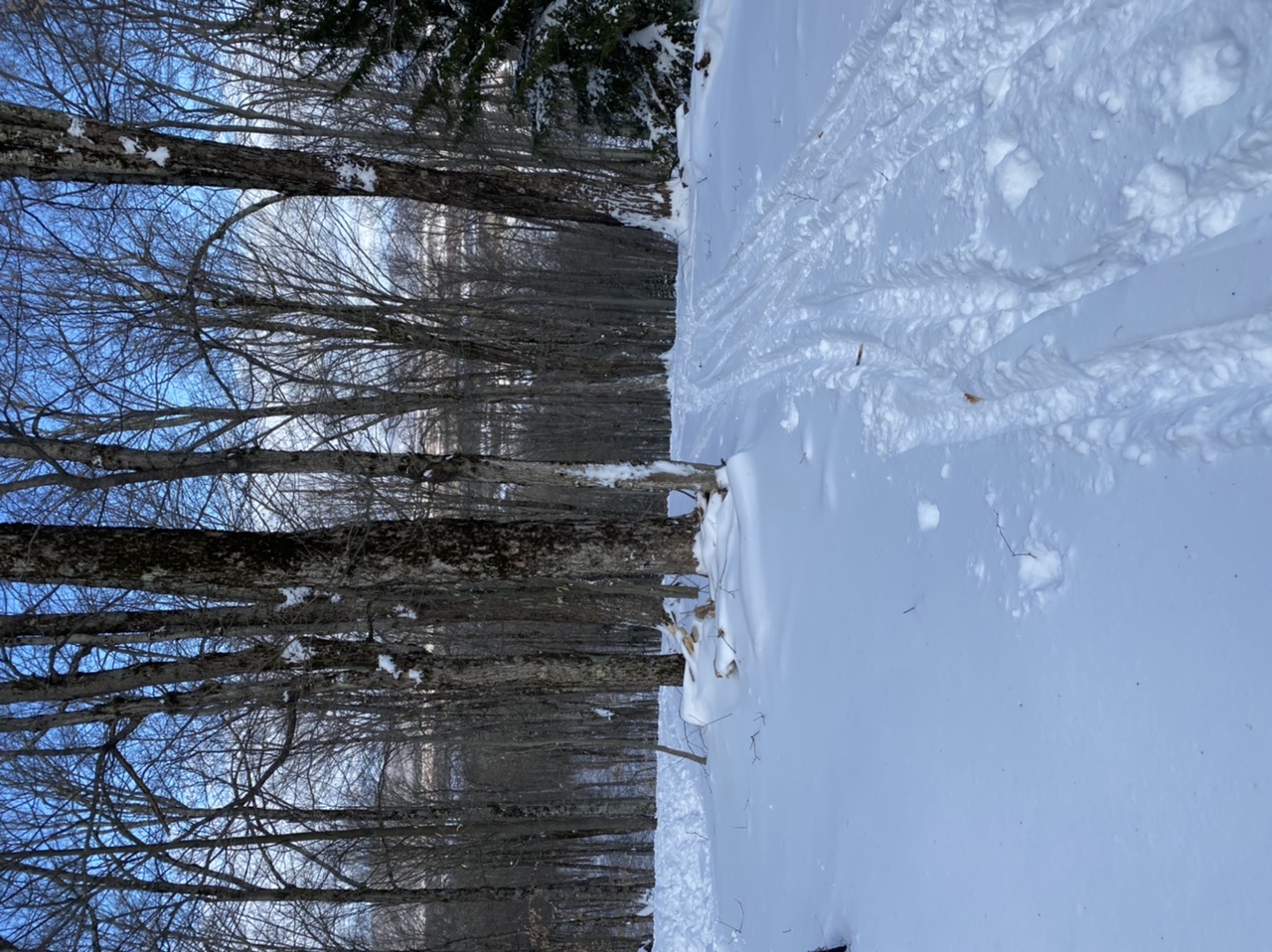 6FACC787-24C4-4F66-9D28-64039826AA07.jpeg